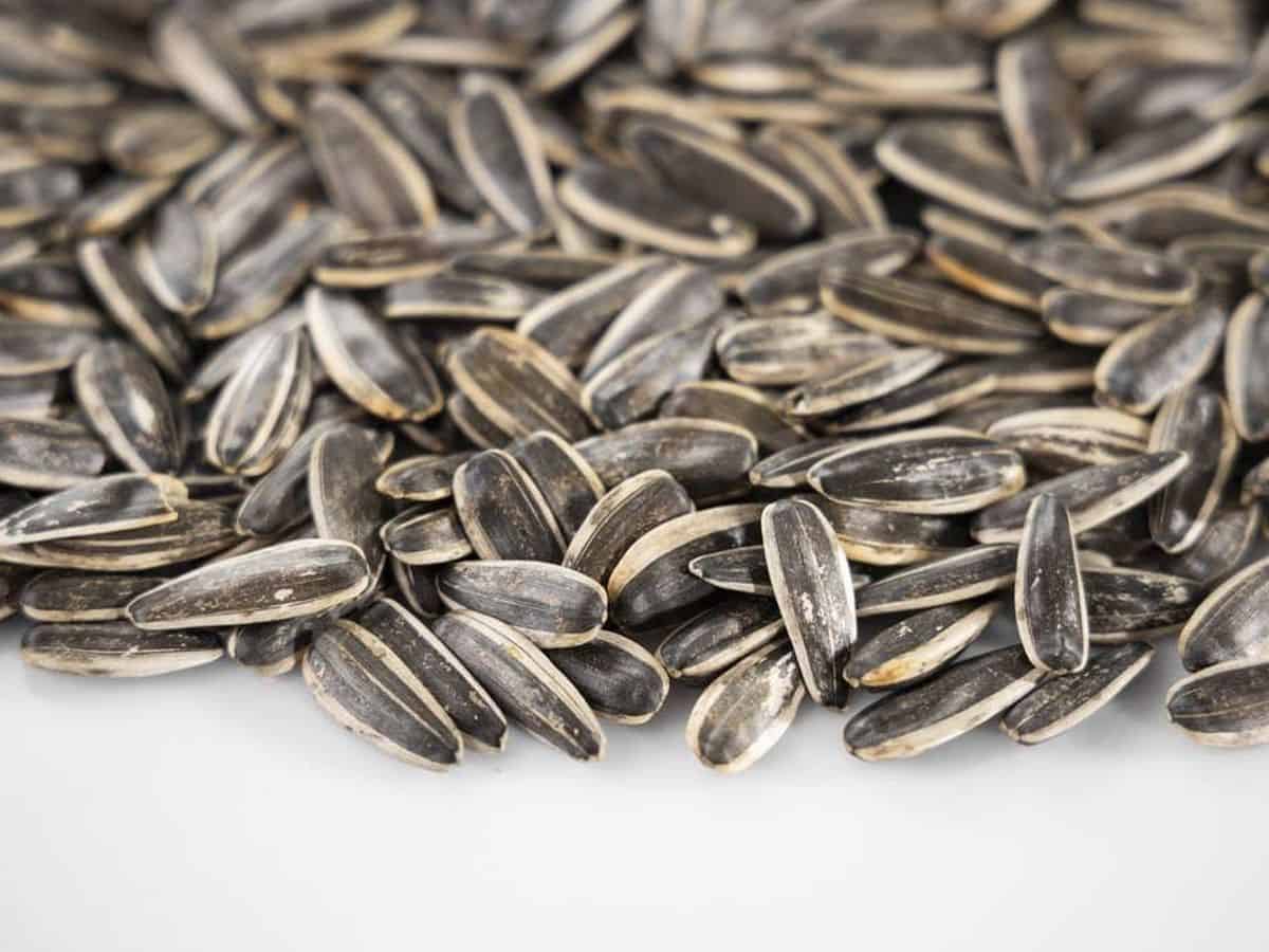 بذور دوار الشمس.. لماذا تعتبر من الأطعمة الخارقة؟ إليك السر