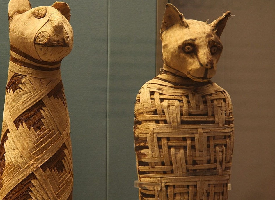 لماذا قام المصريون بتحنيط الحيوانات؟ watanserb.com