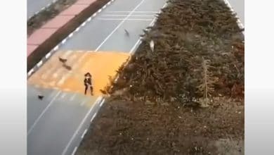 هجوم 7 كلاب ضالة على فتاة watanserb.com