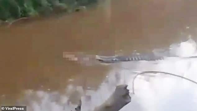 تمساح يهاجم صياد