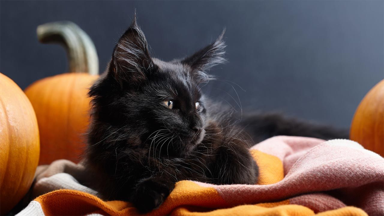 ما سبب ارتباط القطط السوداء بالسحر؟ watanserb.com
