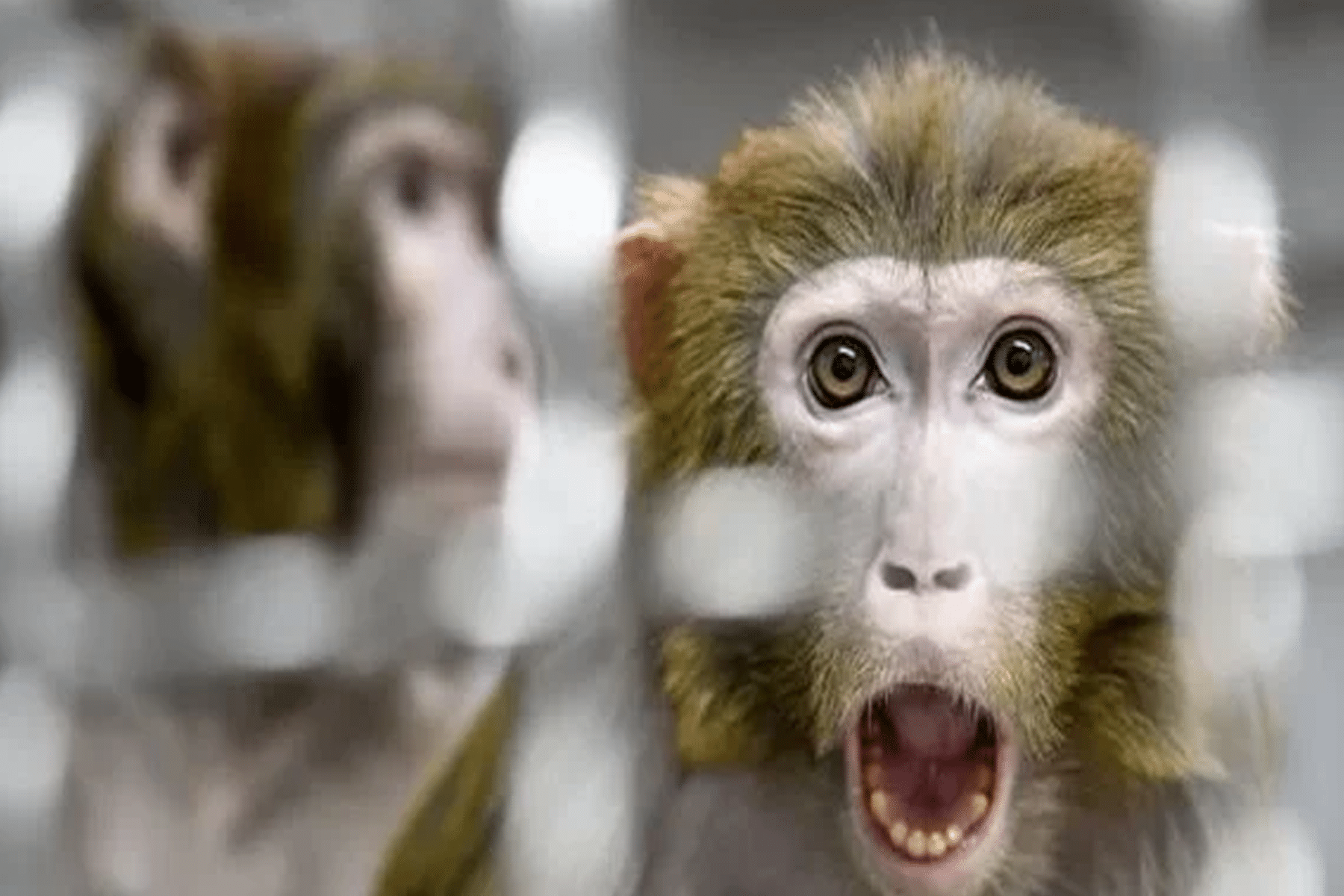 انتشار جدري القرود في عمان watanserb.com