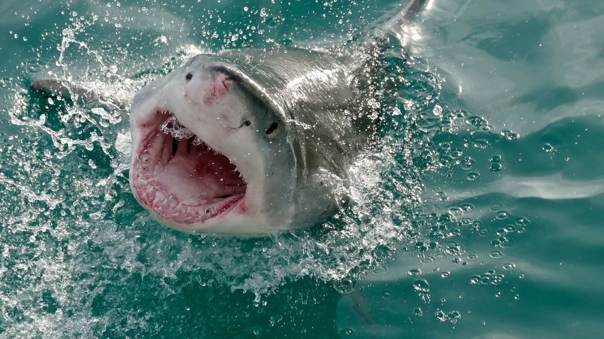 هجوم سمكة القرش على سياح الغردقة watanserb.com