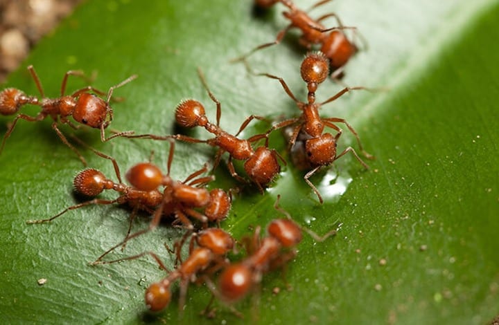 تعرف على أخطر 5 حشرات سامة في العالم watanserb.com