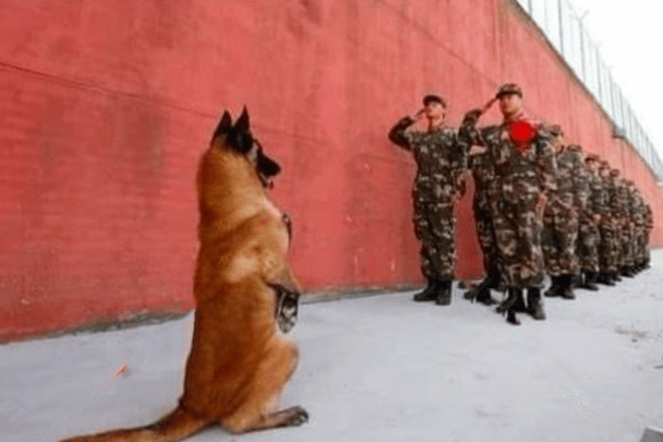 كلب يبادل جنودا صينيين أداء التحية العسكرية watanserb.com