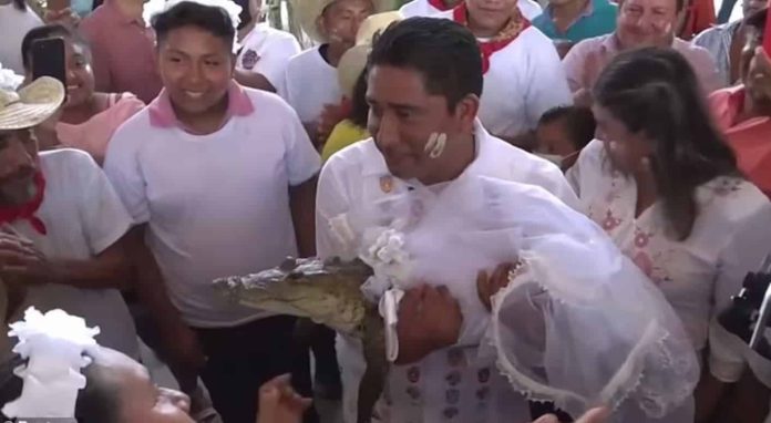 عمدة مكسيكي يتزوج تمساح watanserb.com
