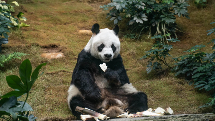 عن عمر يناهز 35 عامًا...إنهاء حياة الباندا الأكبر سنا في العالم (بالصور) watanserb.com