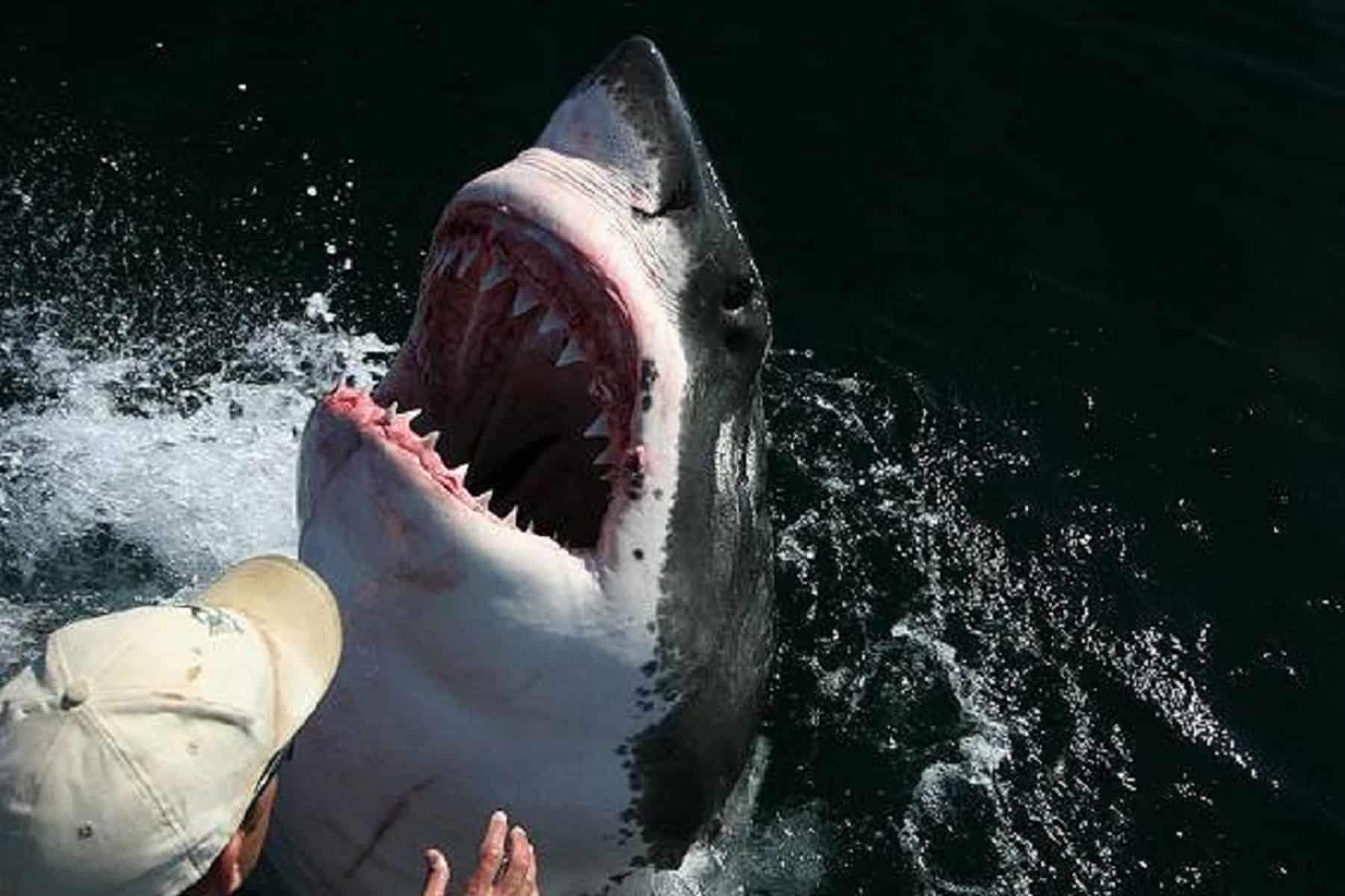 مهاجمة سمكة القرش watanserb.com