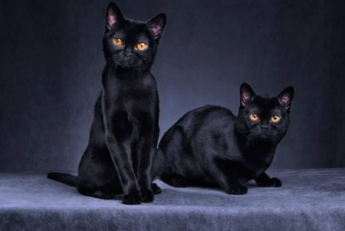 القط الأسود watanserb.com