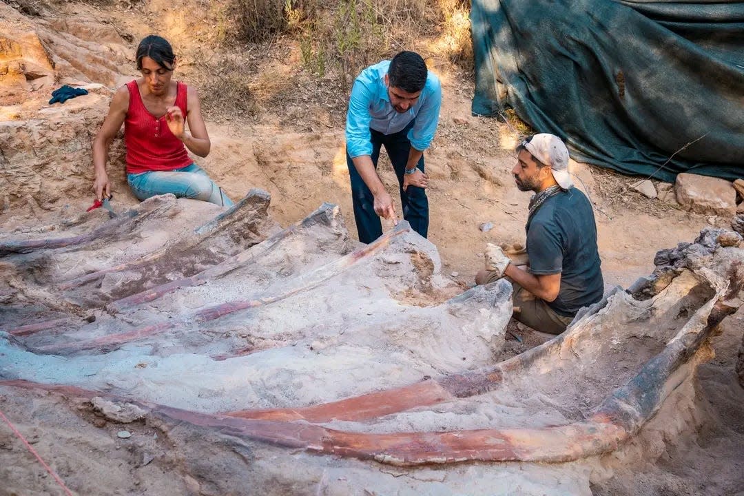 بحديقة منزله..رجل يعثر على هيكل عظمي لديناصور عاش قبل 160 مليون سنة (صور) watanserb.com