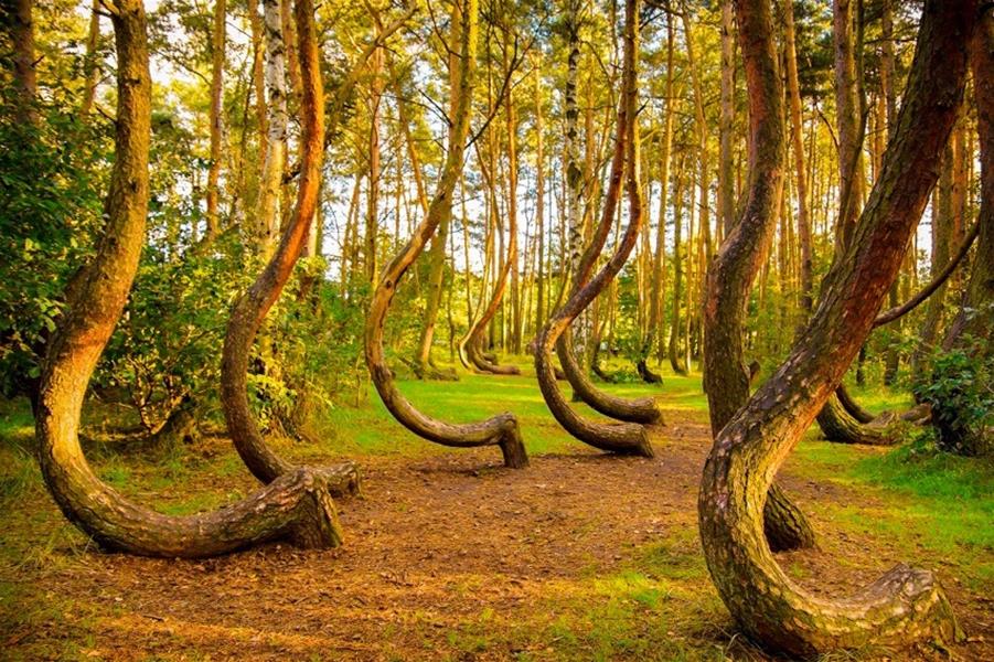 أشهر الغابات المقدسة في العالم..تعرف عليها watanserb.com