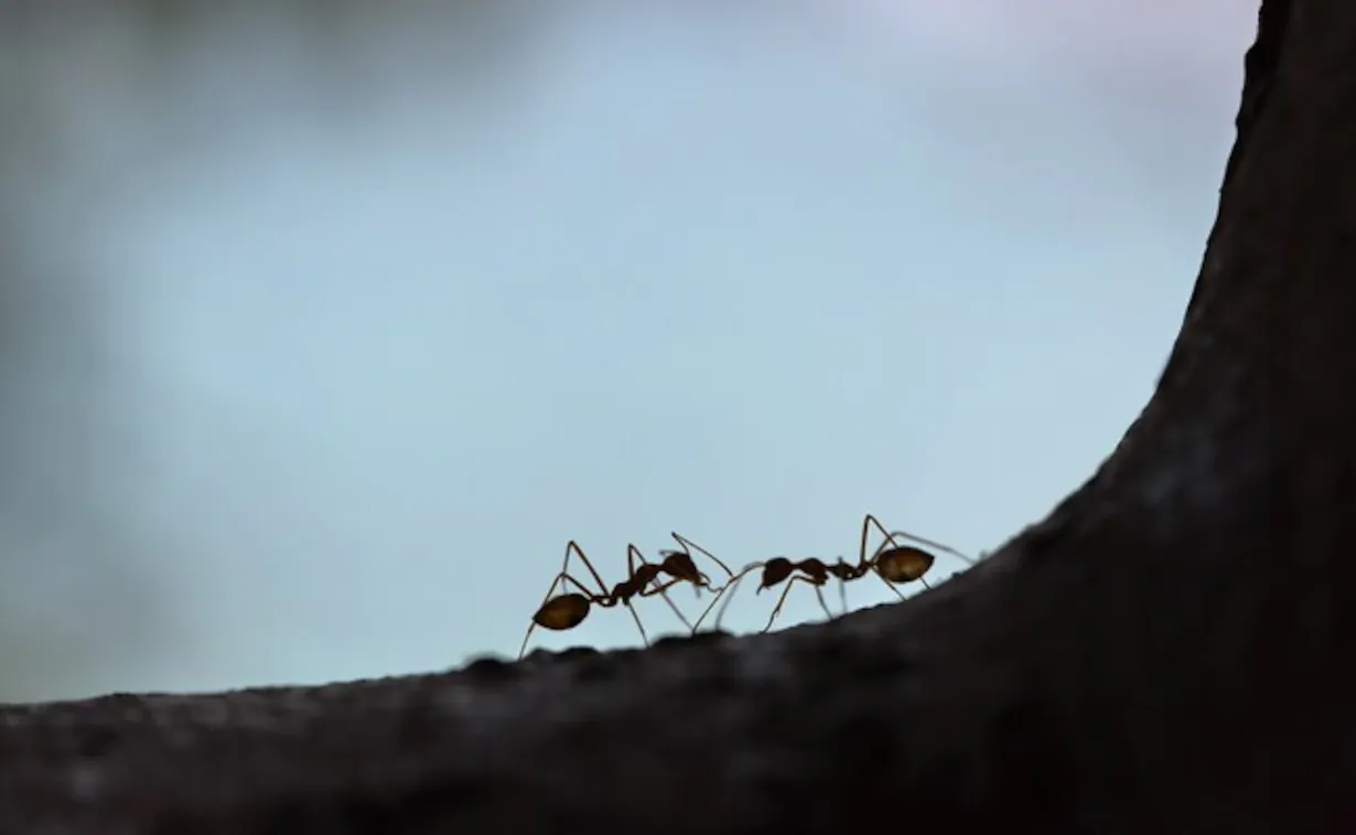 رقم خيالي..دراسة تكشف عدد النمل على كوكب الأرض watanserb.com