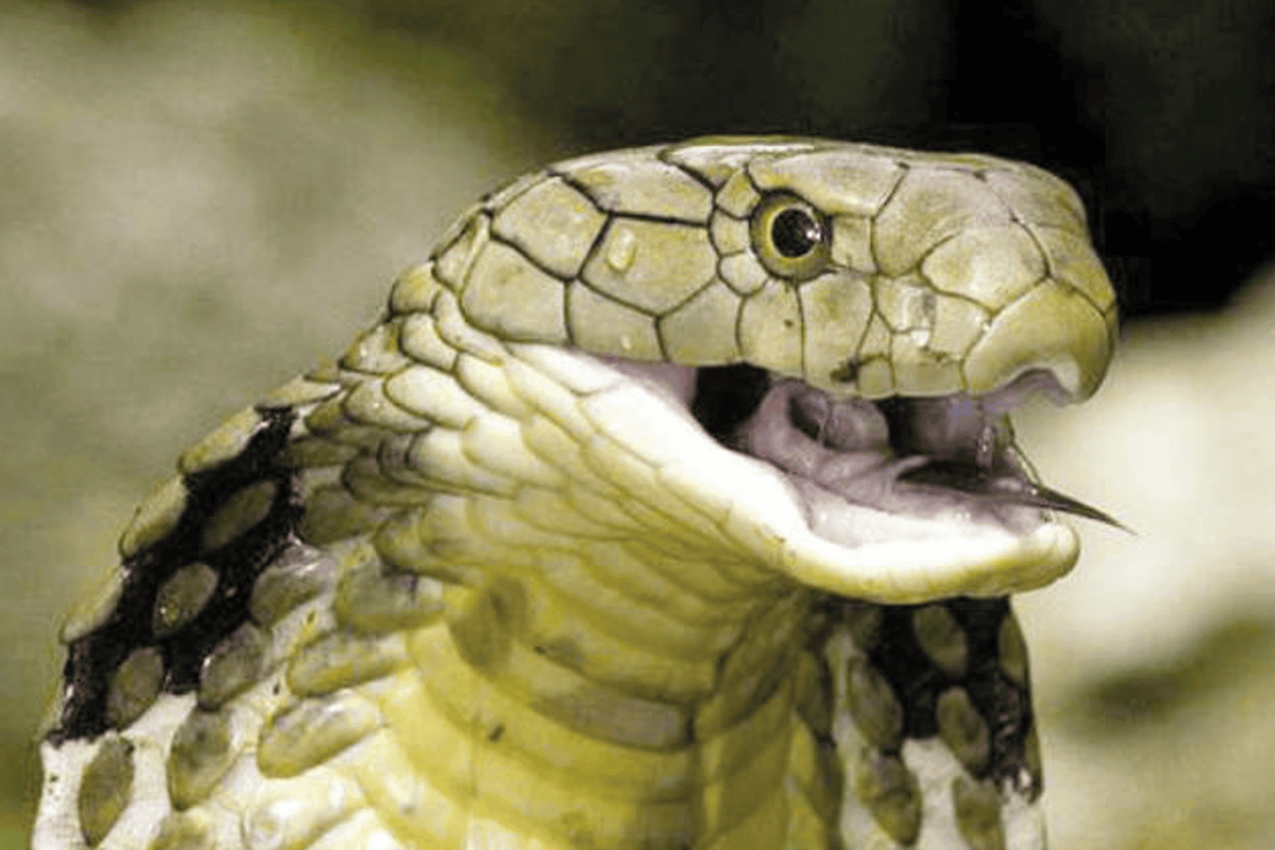 الكوبرا الملك watanserb.com