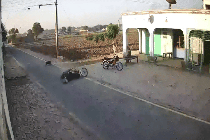 طائر ضخم watanserb.com