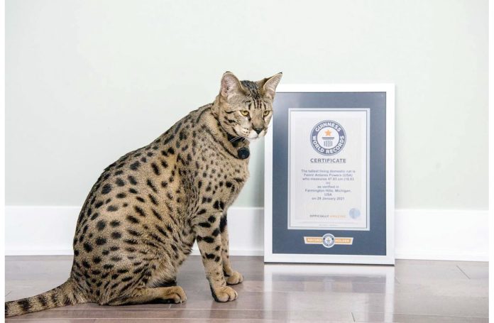 أطول قط في العالم watanserb.com