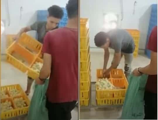 إعدام الكتاكيت في مصر watanserb.com