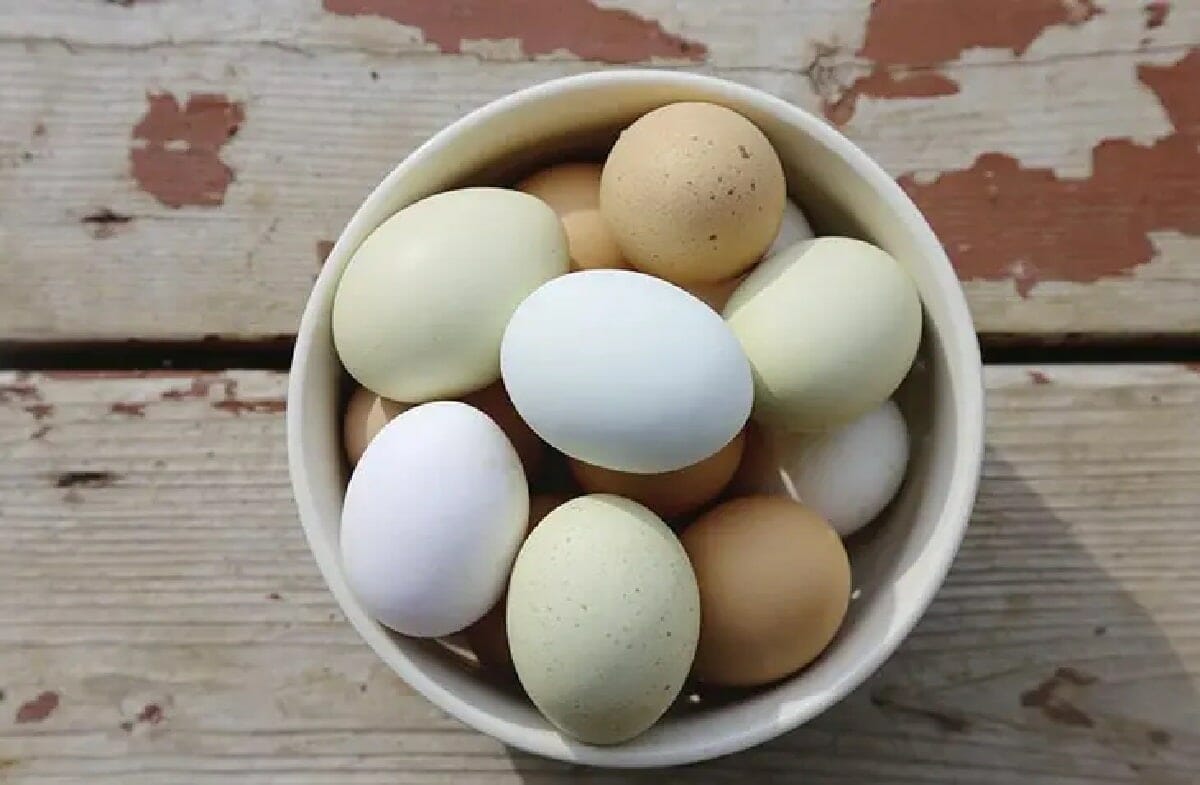 اختلاف لون البيض لأن سلالات الدجاج مختلفة مختلفة