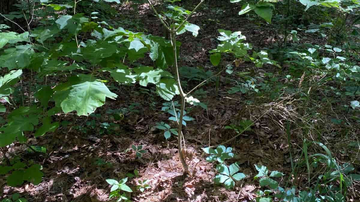 اكتشاف علبة الصودا في الغابة في غضون 11 ثانية watanserb.com