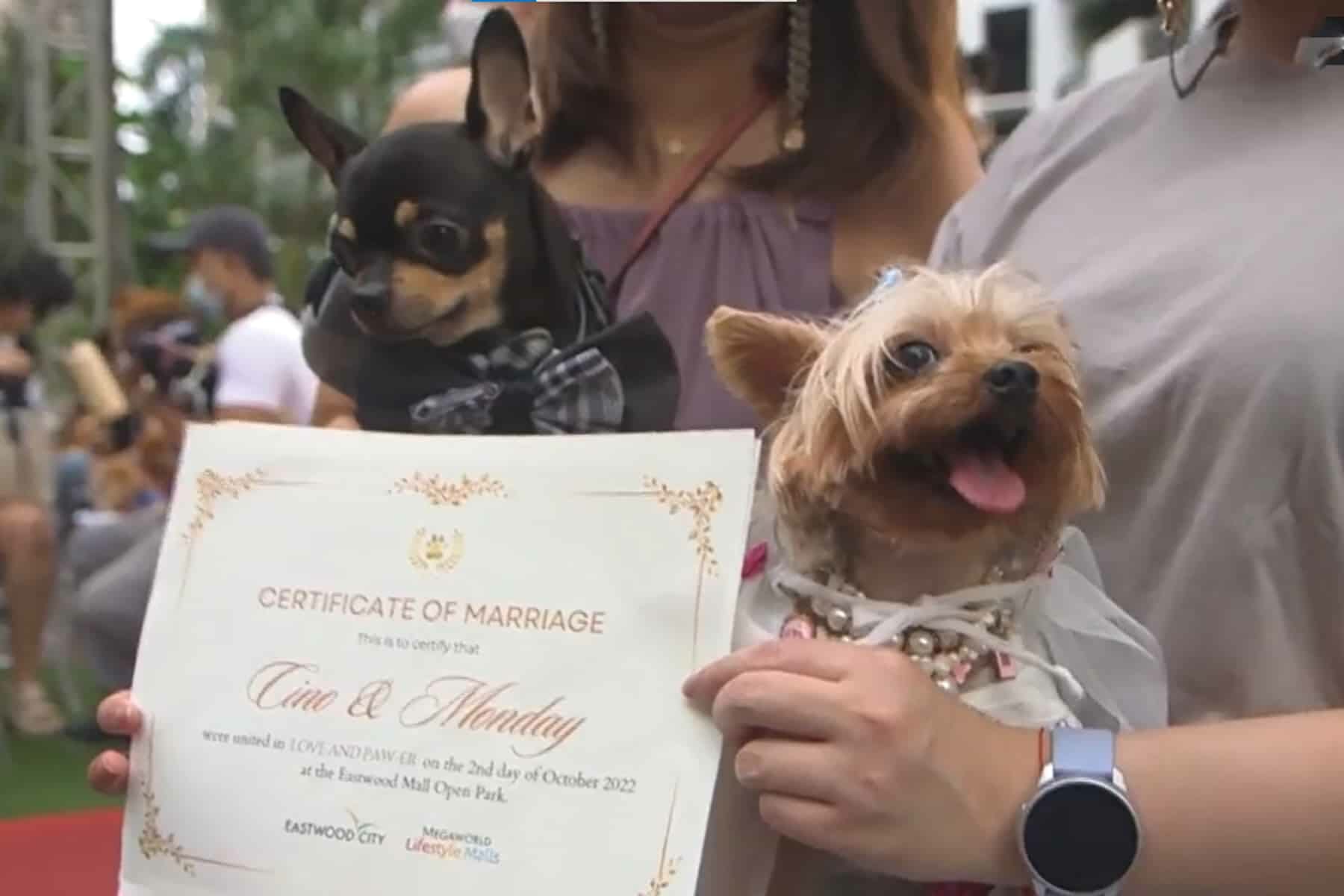 زواج الكلاب watanserb.com