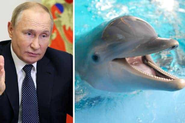 في حربها ضد أوكرانيا.. روسيا تستعين بالدلافين العسكرية القاتلة watanserb.com