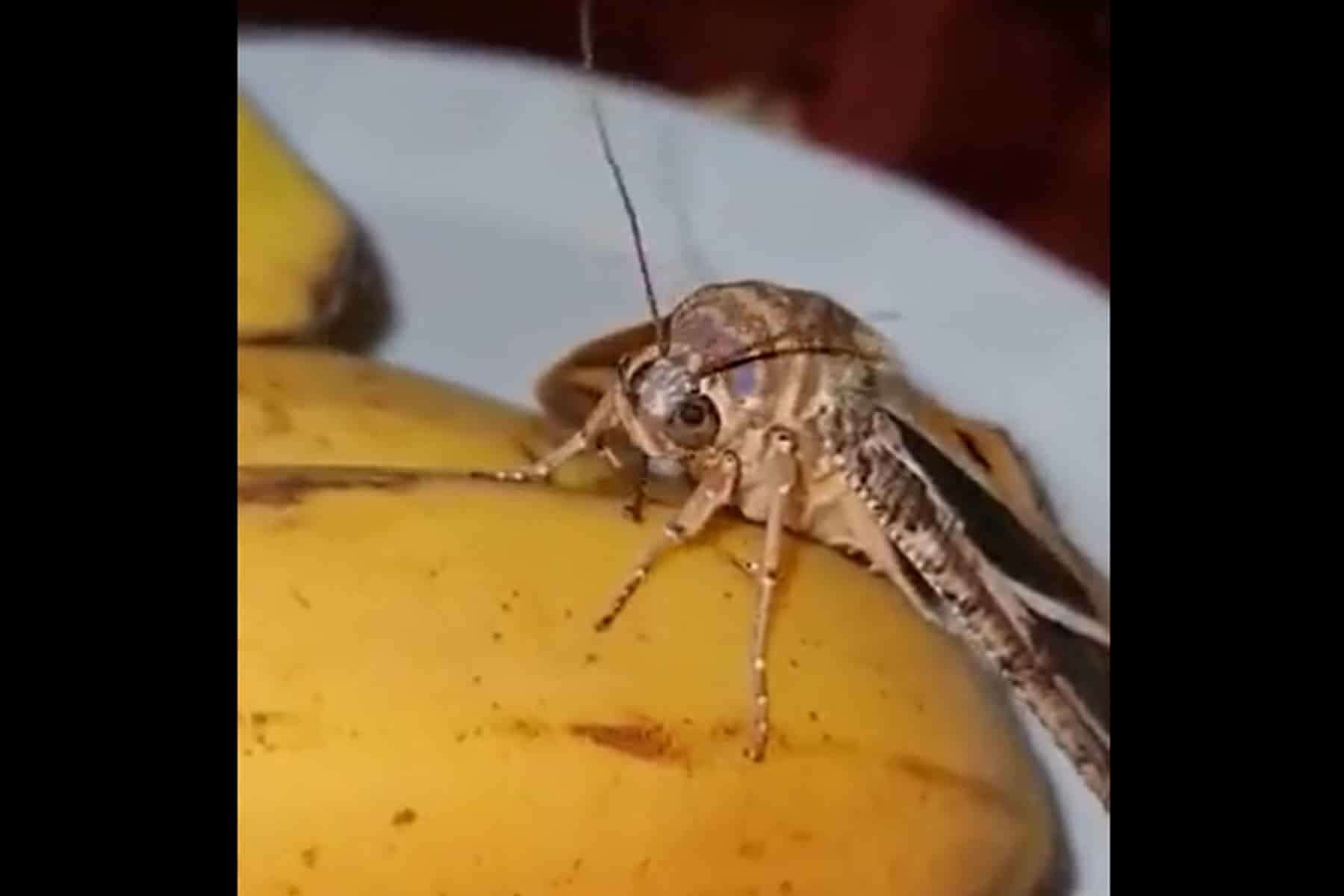 كيف تأكل الفراشة watanserb.com