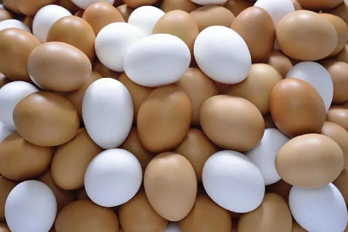 لا يوجد فرق يمكن تمييزه بين البيض، باستثناء لون القشرة