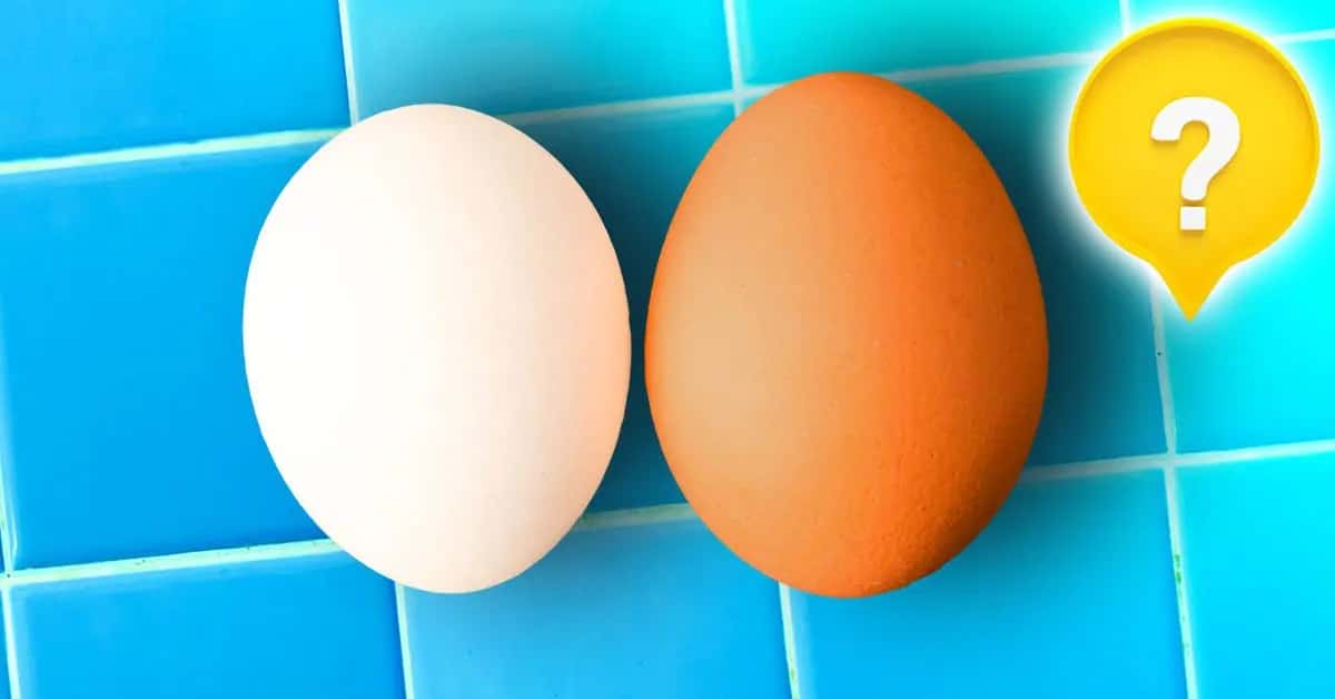 هناك فرق بين البيضة البيضاء والبنية watanserb.com
