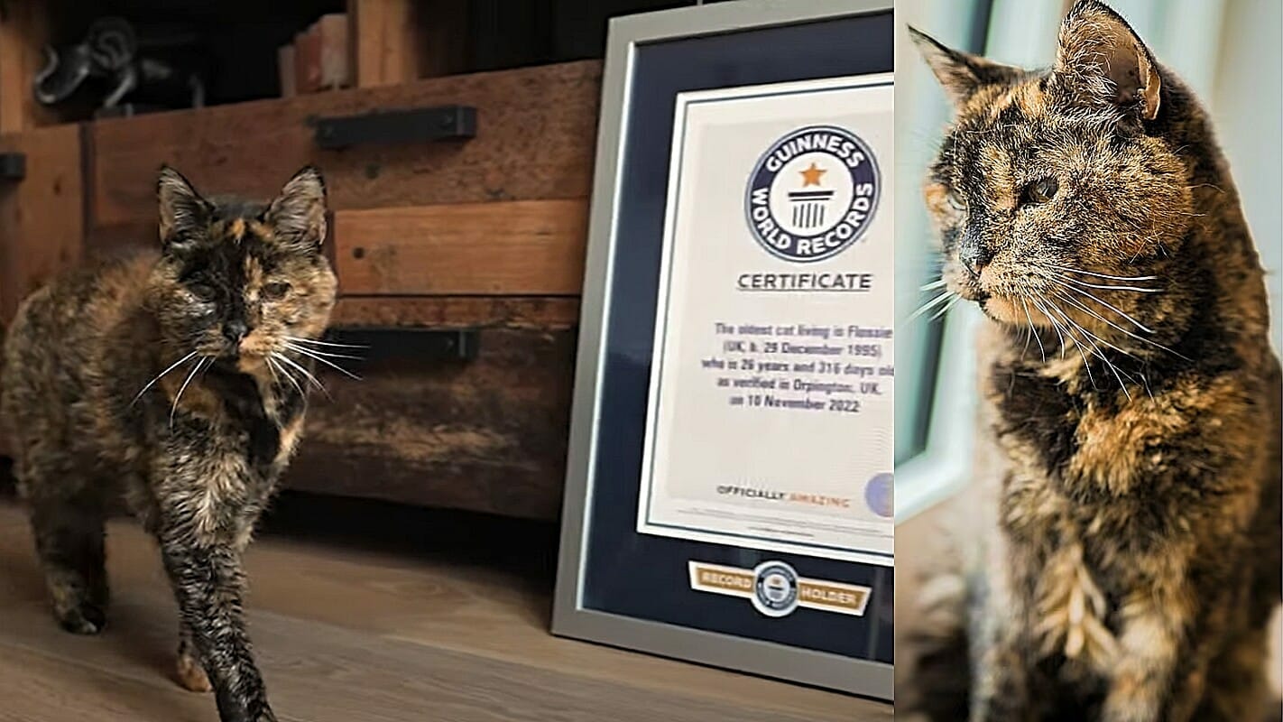 فلوسي..أكبر قطة حية في العالم تدخل موسوعة غينيس وهذا عمرها وحكايتها watanserb.com