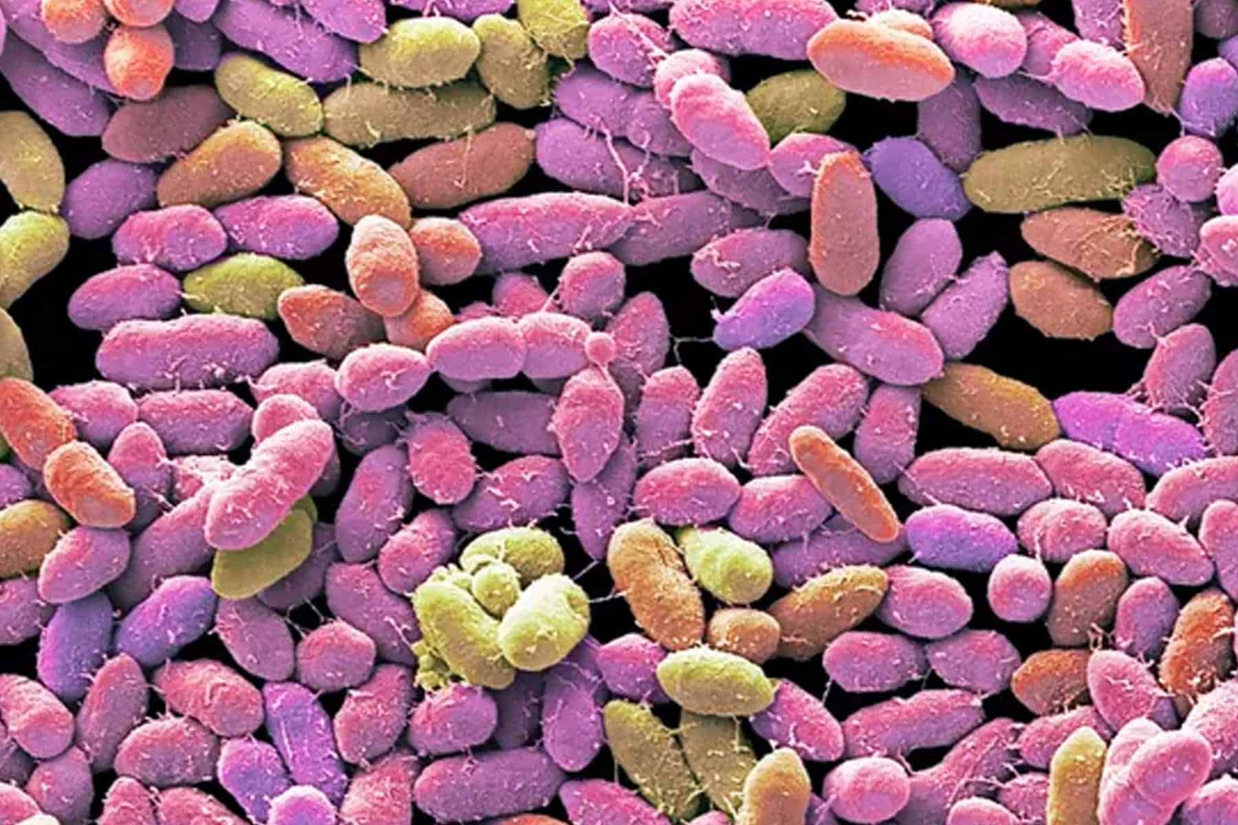 أول علاج بالبراز watanserb.com