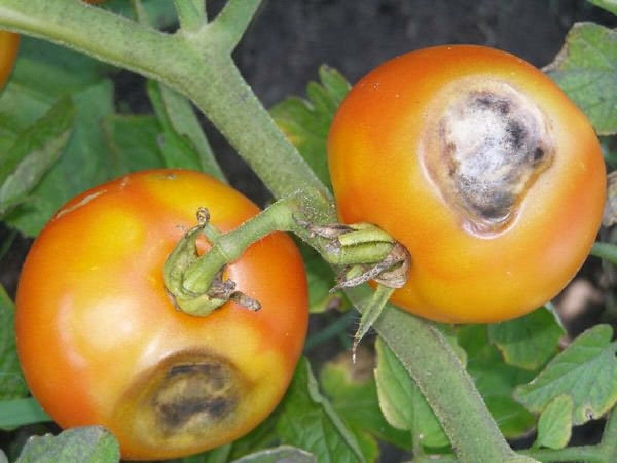 البقعة البنية في الطماطم
