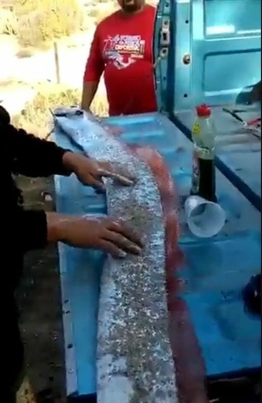 سمكة المجداف طولها 15 قدمًا وينذر ظهورها -بحسب الاعتقادات- بحدوث زلزال