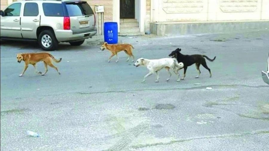 الكلاب الضالة في سلطنة عمان watanserb.com