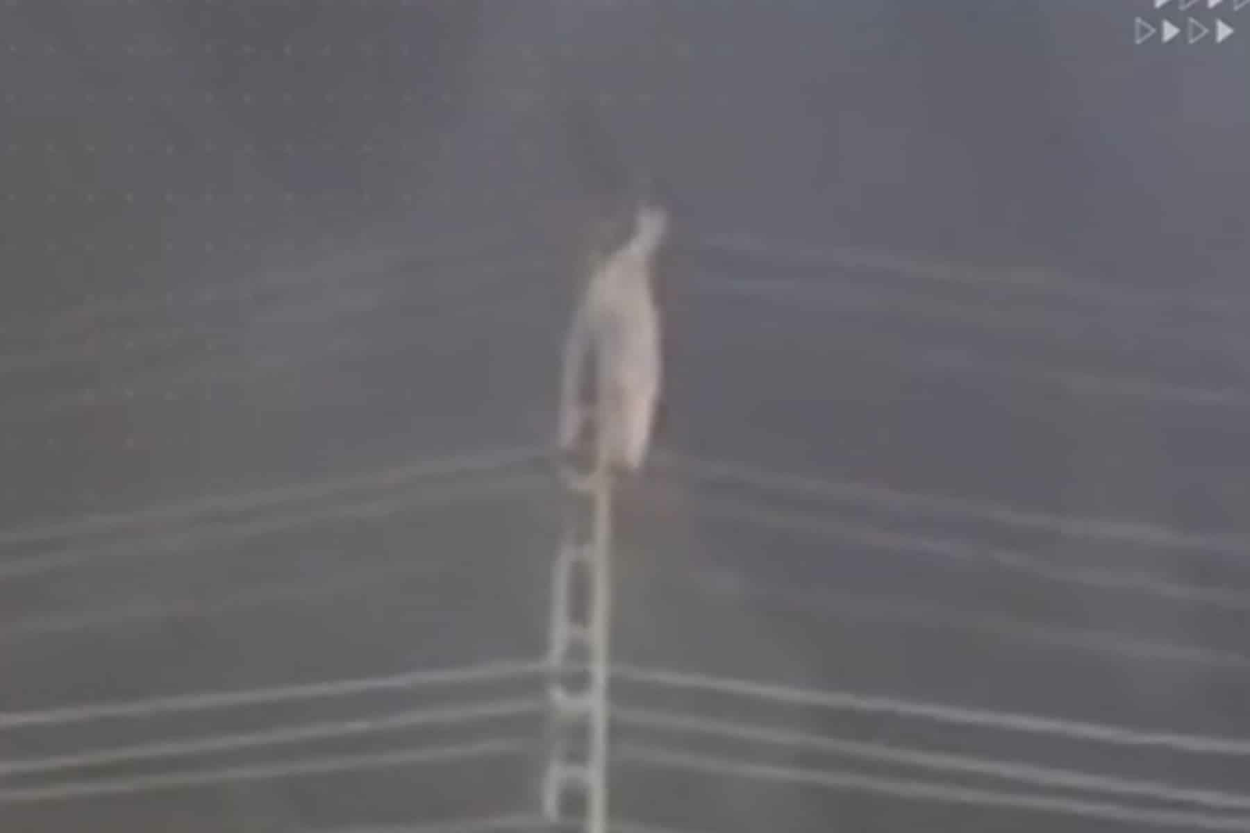 باكستاني يدعم عمران خان watanserb.com