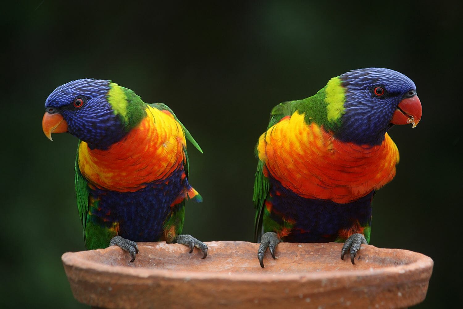 تسقط ميتة من السماء..مرض غامض يصيب مئات الطيور في أستراليا watanserb.com