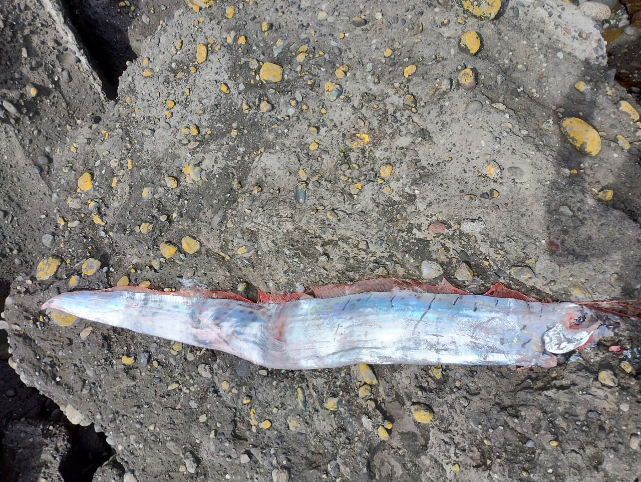 سمكة المجداف طولها 15 قدمًا وينذر ظهورها -بحسب الاعتقادات- بحدوث زلزال watanserb.com