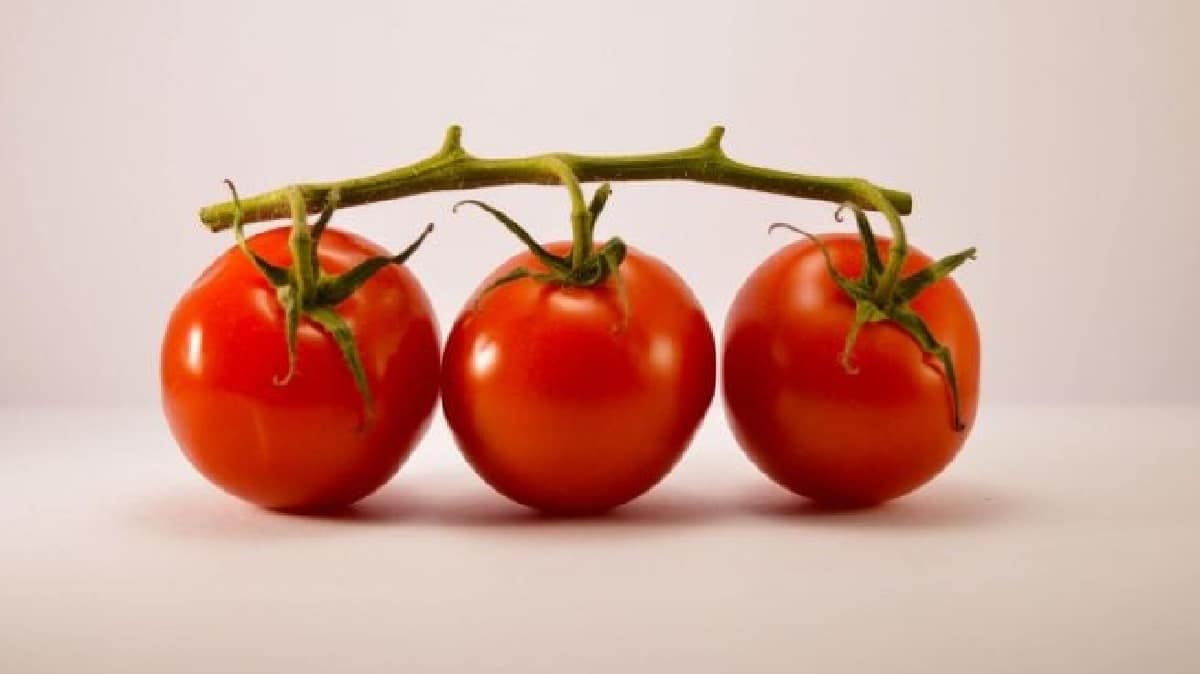 الطماطم watanserb.com