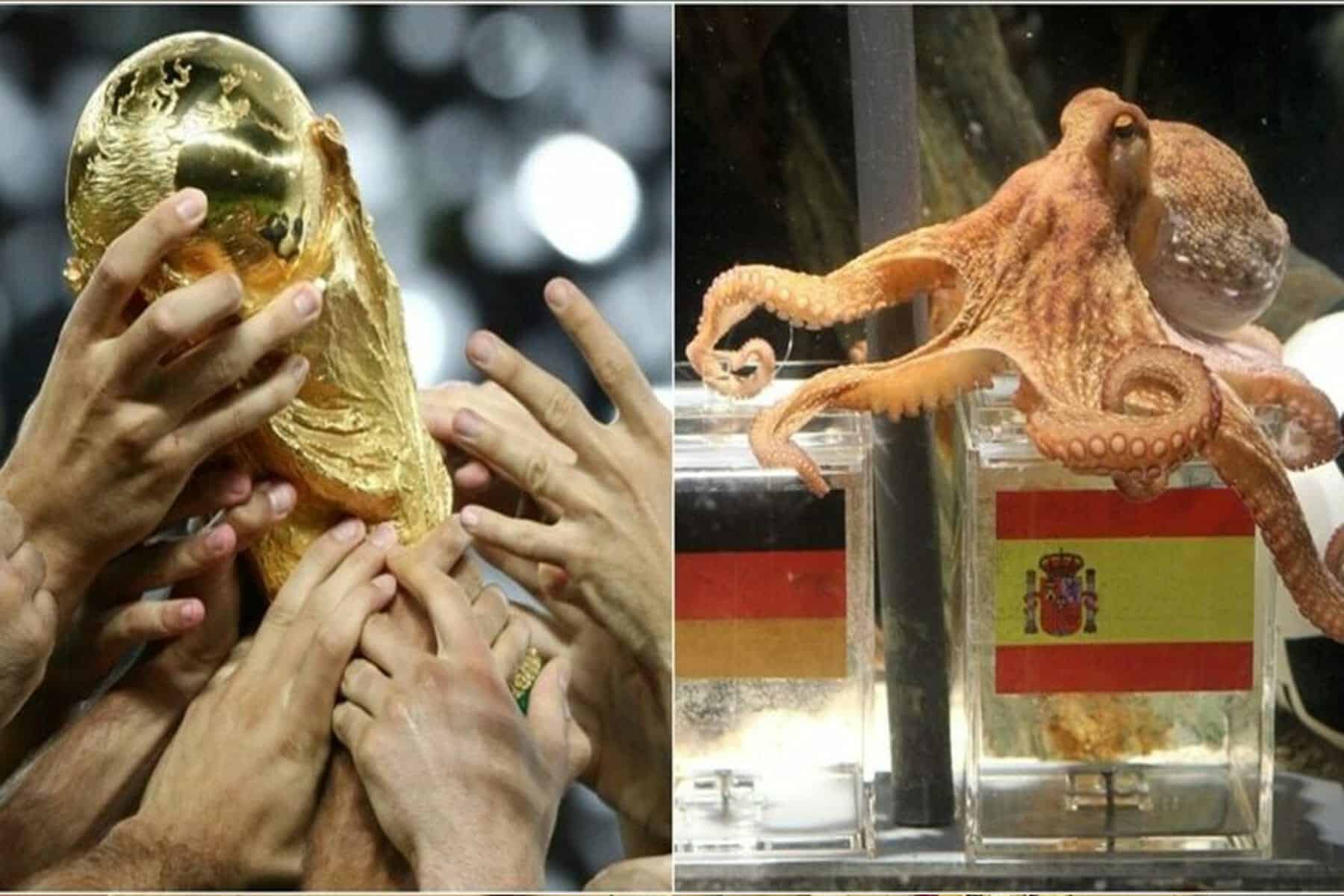 الاخطبوط بول watanserb.com