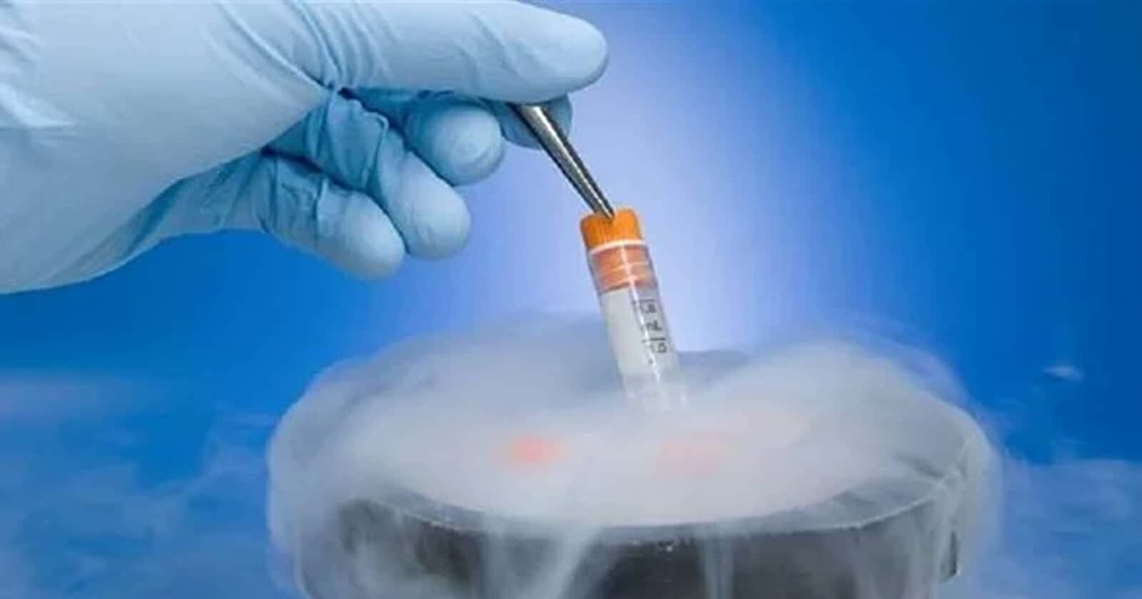 إجهاض أجنة وإطعامها للكلاب watanserb.com