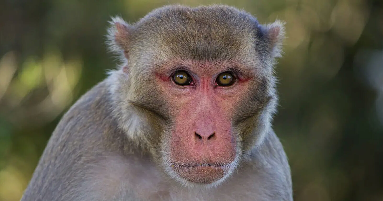 القرد المدمن watanserb.com