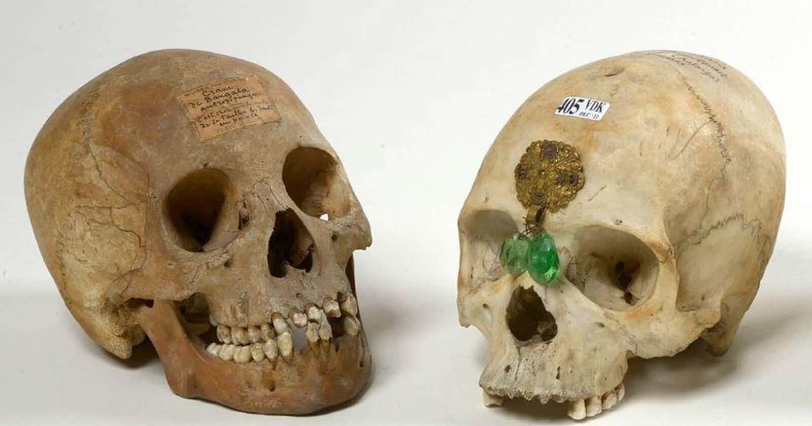 جمجمة مرصعة بالجواهر watanserb.com