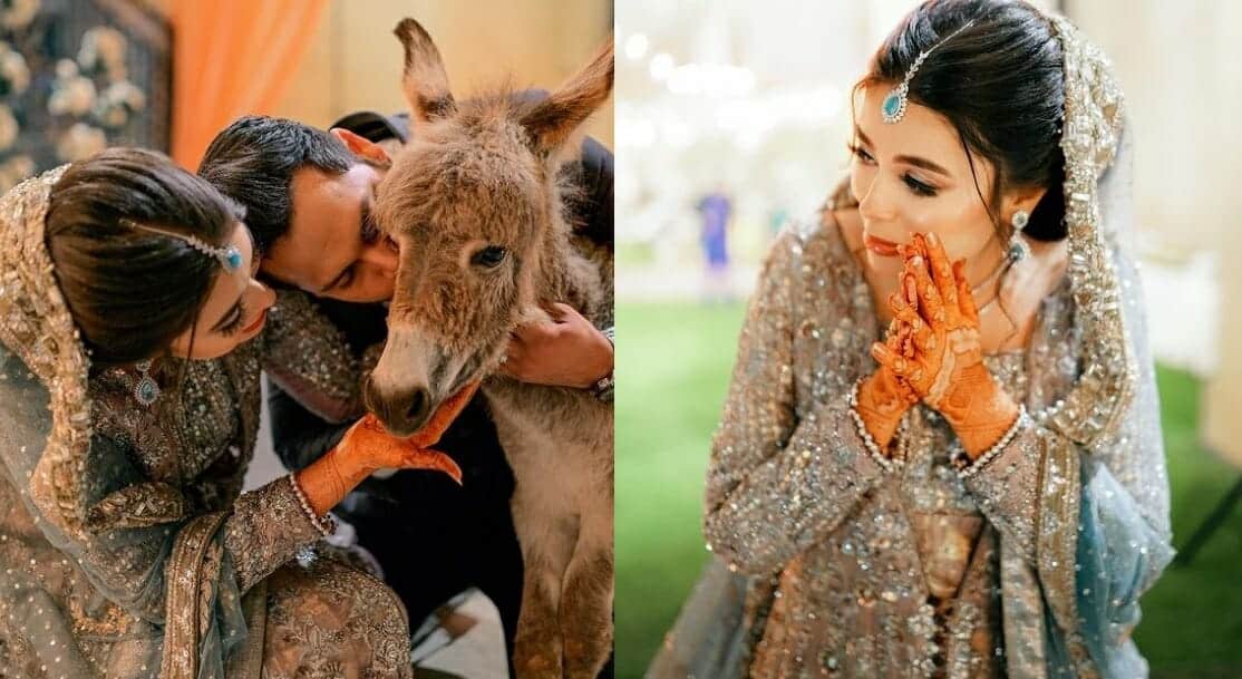 عريس يهدي عروسه حماراً watanserb.com