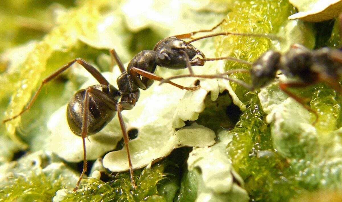 دراسة تفجّر مفاجأة..النمل قادر على شم رائحة السرطان watanserb.com