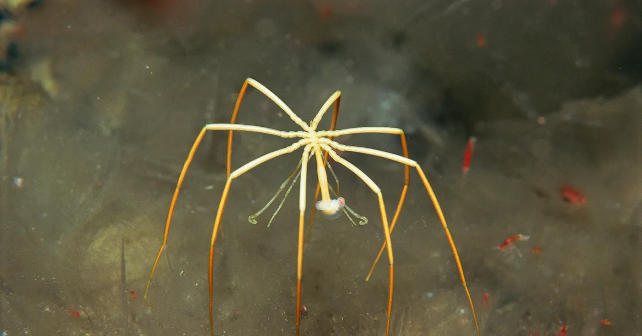 دراسة حديثة تكشف قدرات مذهلة تتمتع بها عناكب البحر watanserb.com