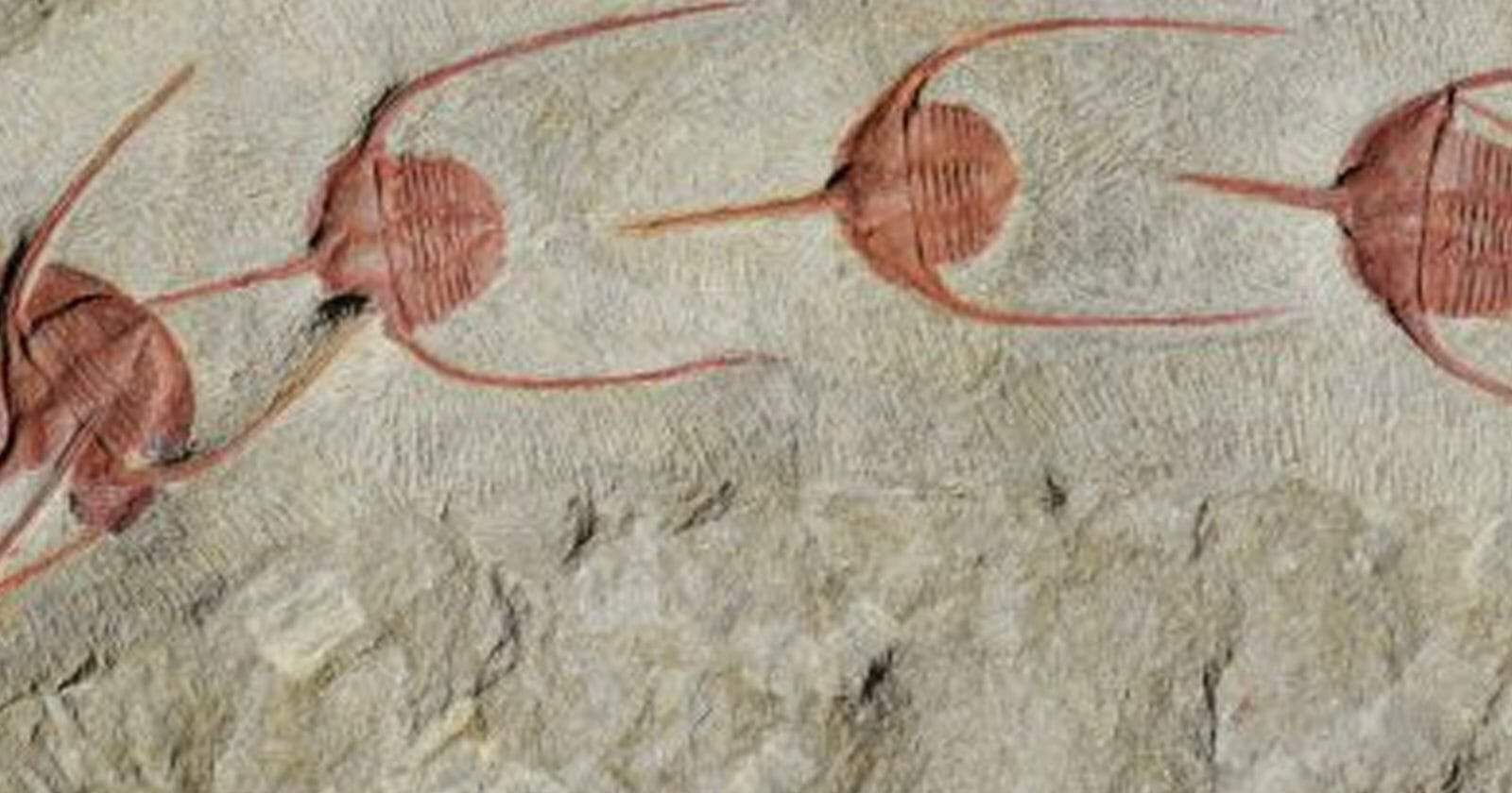 اكتشاف حشرات عملاقة المغرب watanserb.com