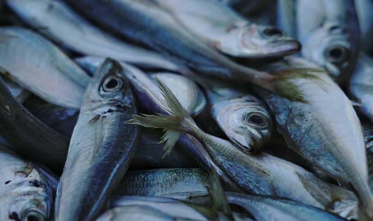 هل تعاني من ارتفاع ضغط الدم؟ احذر تناول هذا النوع من الأسماك watanserb.com