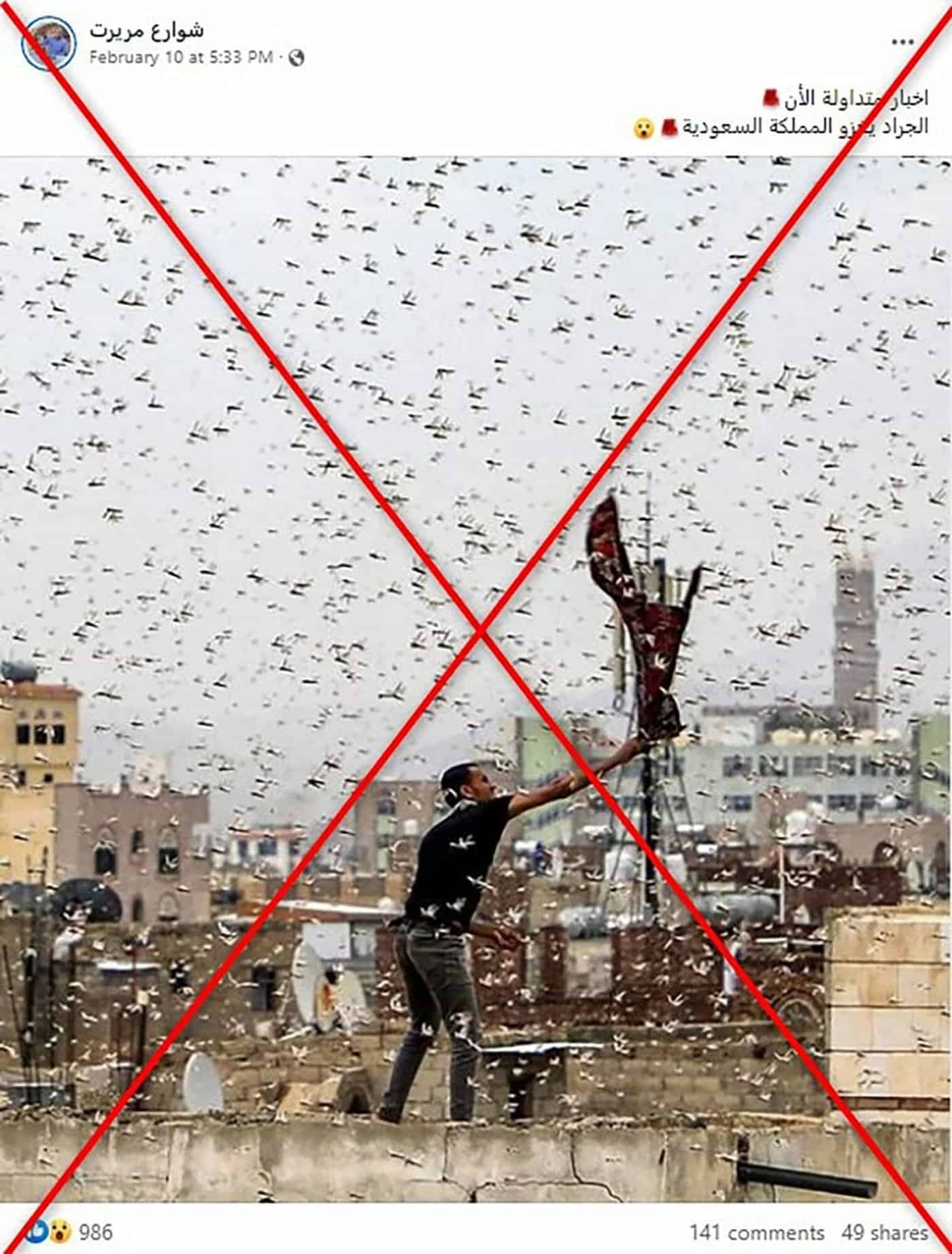 الجراد في السعودية 