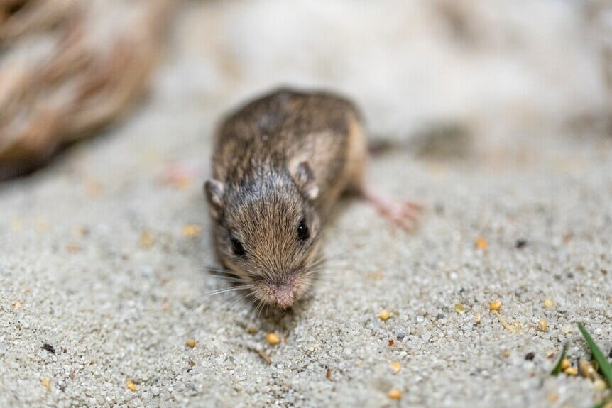 الفأر "بات'' يدخل موسوعة غينيس كأكبر فأر في العالم..كم يبلغ عمره؟ watanserb.com