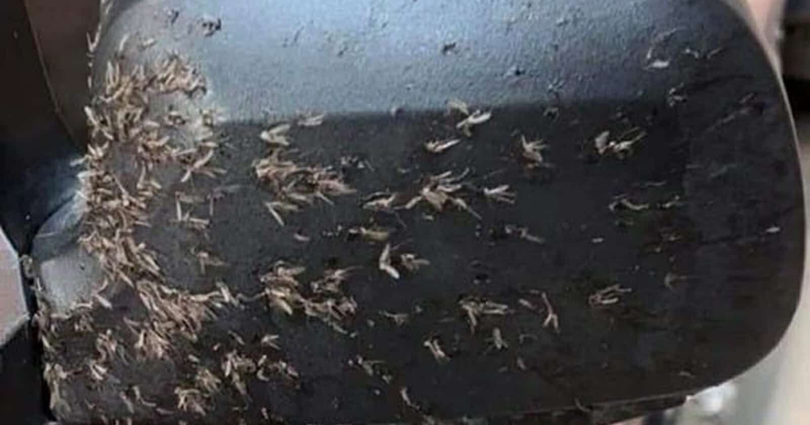 حشرات غريبة تغزو مصر watanserb.com