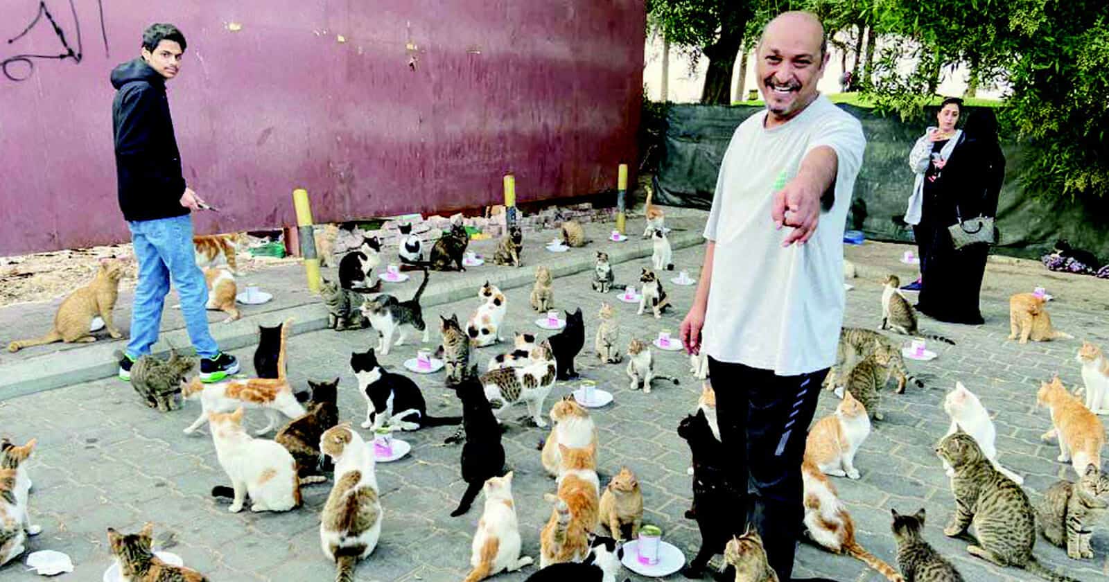 قطط شوارع بالكويت watanserb.com