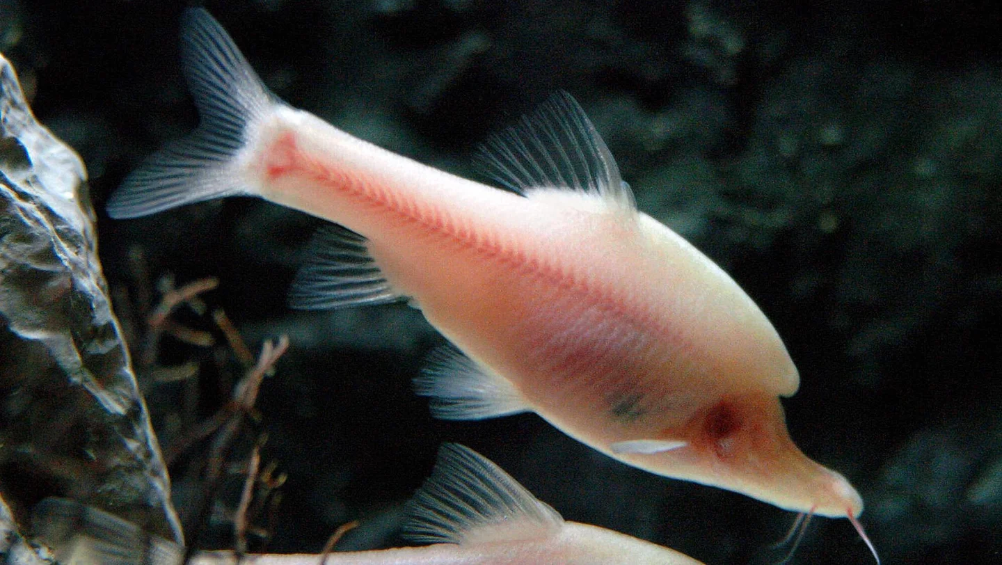 لم يسبق لها مثيل..علماء صينيون يكتشفون سمكة أحادية القرن watanserb.com